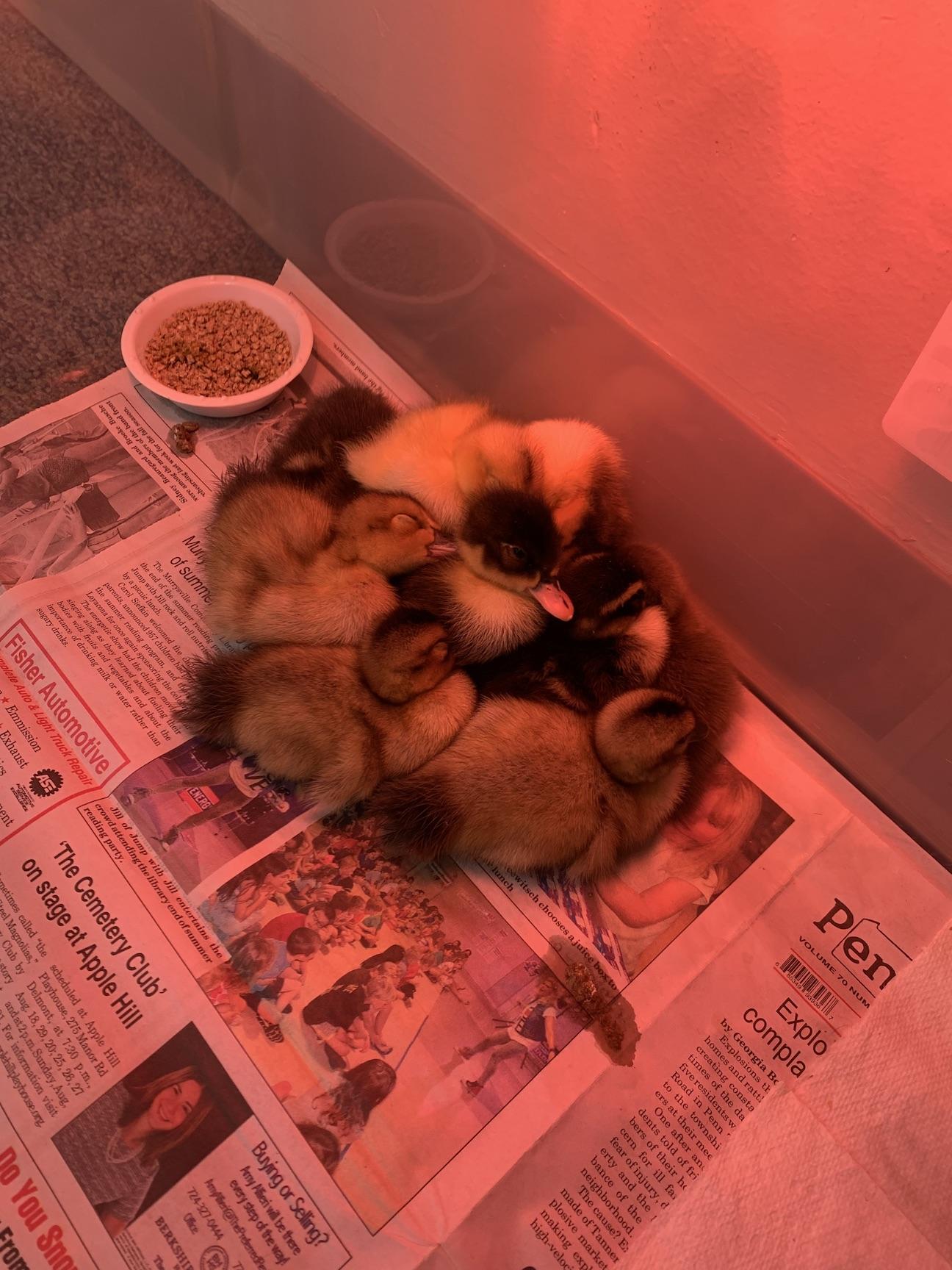 Ducklings rest under their heat lamp