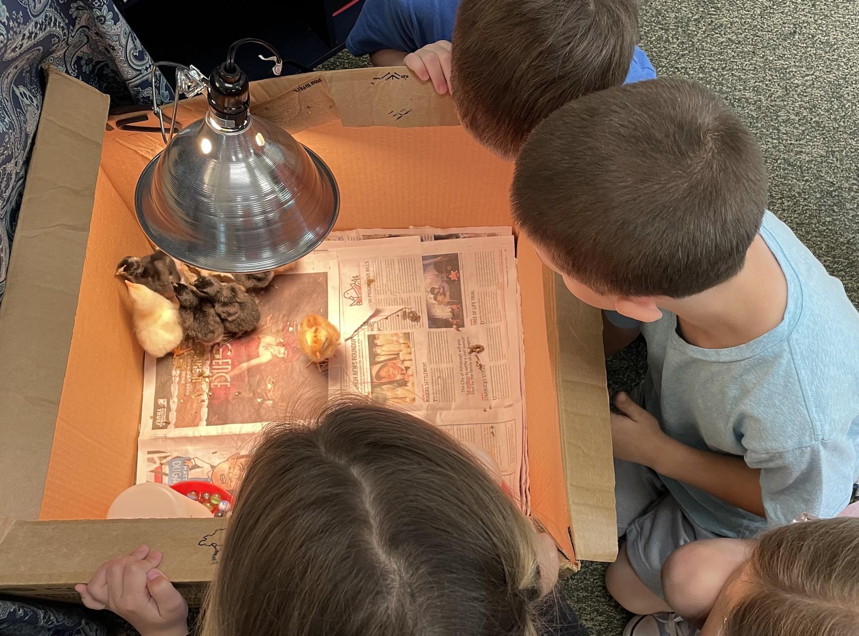 Students watch the newly-hatched chicks